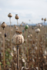 Image showing poppy field