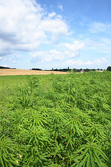 Image showing marijuana and blue sky