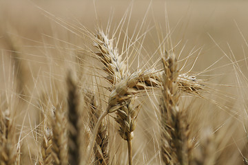 Image showing golden corn 