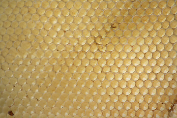 Image showing empty honey cells