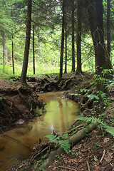 Image showing nice forest river