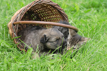 Image showing cat and dog are friends