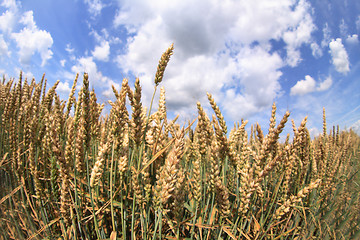 Image showing corn and blue sky