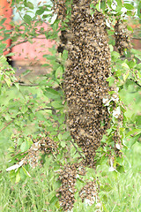 Image showing cluster of bees