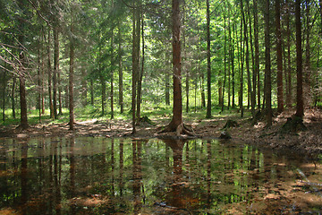 Image showing green forest and river