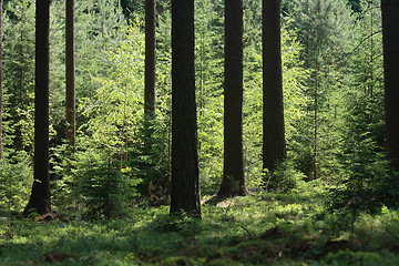 Image showing green forest 