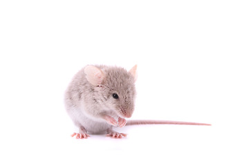 Image showing mouse