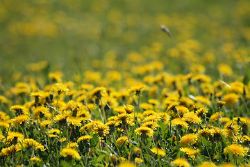 Image showing dandelion background