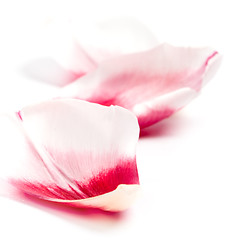 Image showing pink tulip petals