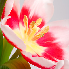 Image showing pink tulip