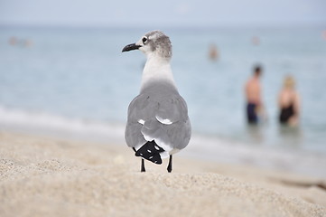 Image showing sea gull