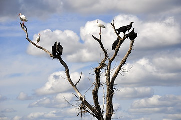 Image showing tree with birds