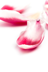 Image showing pink tulip petals