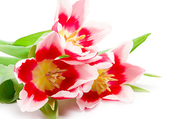 Image showing three pink tulips 