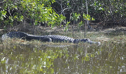 Image showing everglades alligator