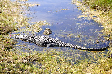 Image showing everglades alligator