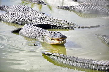 Image showing everglades alligator