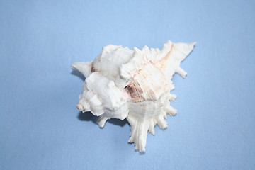 Image showing Shell