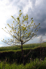 Image showing Storm clouds over the field