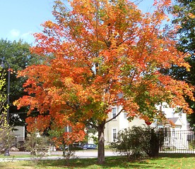 Image showing Fall time tree