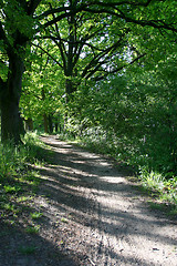 Image showing Green forest