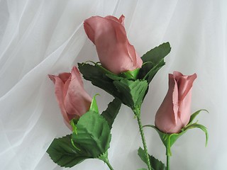 Image showing Three roses on white background