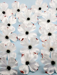 Image showing Dogwood flowers on blue background