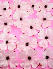 Image showing White dogwood flower background