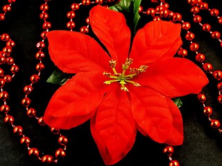 Image showing Poinsettia with red beads