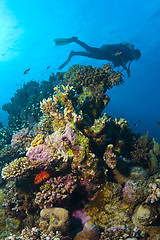 Image showing Diving The Red Sea