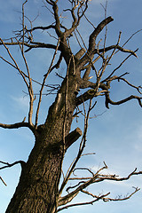 Image showing Dry tree
