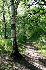 Image showing Green forest