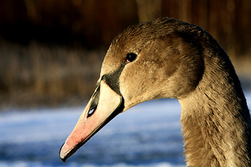 Image showing Cygnet - Swan