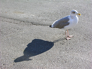 Image showing Gull on quay