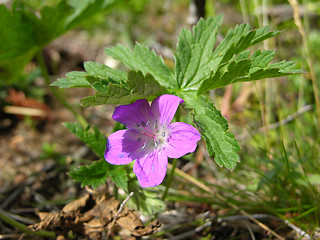 Image showing Hepatica Anemone