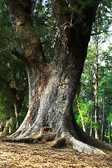 Image showing Giant Tree in the rain forest.