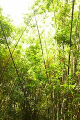 Image showing Bamboo in the rain forest.