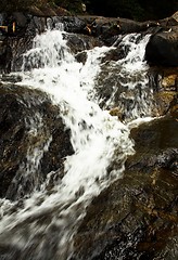 Image showing Waterfall in the jungle.