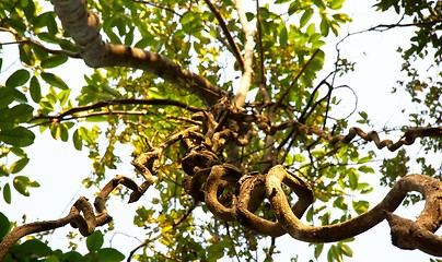 Image showing Giant Tree in the rain forest.