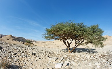 Image showing Acacia tree in the desert near Dead Sea, Israel