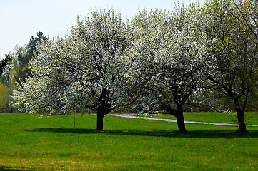 Image showing Apple-tree