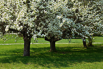 Image showing Apple-tree