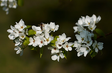 Image showing Apple-tree flowers