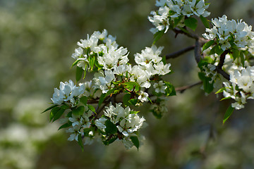 Image showing Apple-tree flowers