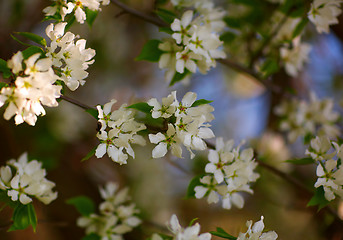 Image showing Apple-tree flowers