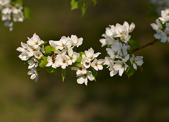 Image showing Apple-tree flowers