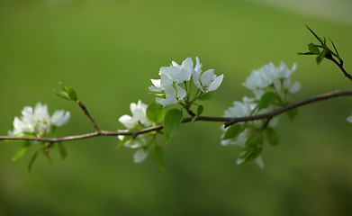 Image showing Apple-tree flowers