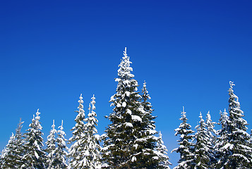 Image showing Winter fir wood