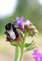 Image showing Insect on flower 3