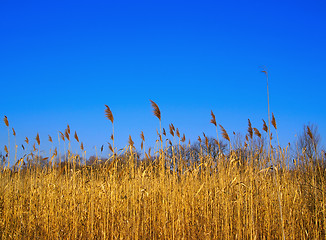 Image showing Rush and sky